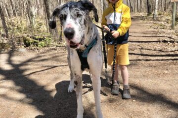 Are Great Danes Good With Kids