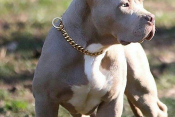 Are Pit Bulls Good Guard Dogs