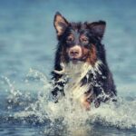 Can Australian Shepherds Swim Do They Like Water