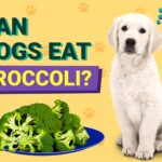 Can Dogs Eat Broccoli All The Facts You Need To Know