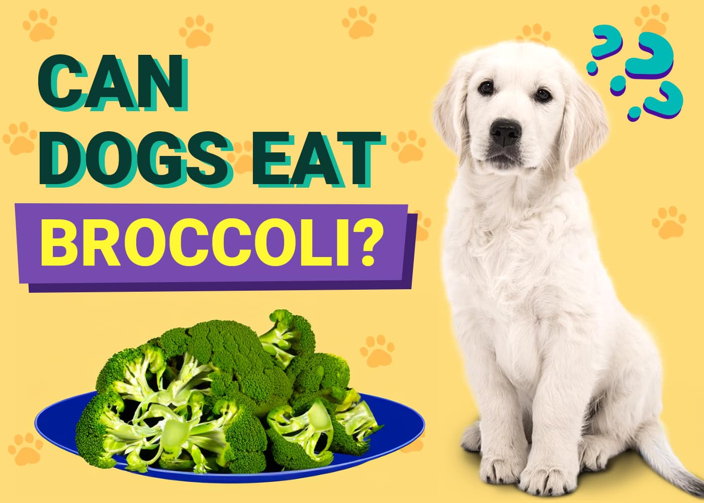 Can Dogs Eat Broccoli All The Facts You Need To Know