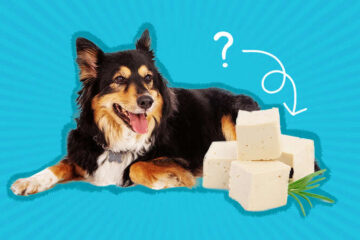 Can Dogs Eat Tofu Is It Safe To Feed Your Dog Tofu
