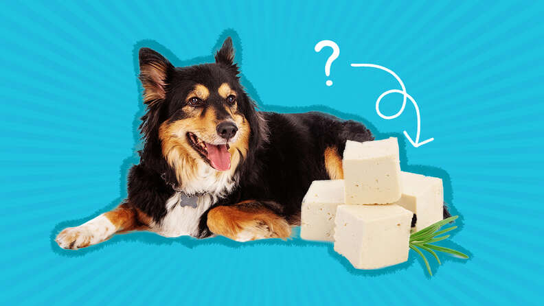 Can Dogs Eat Tofu Is It Safe To Feed Your Dog Tofu
