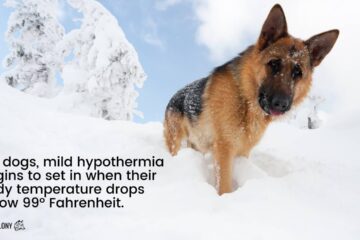 How Cold Can German Shepherds Handle