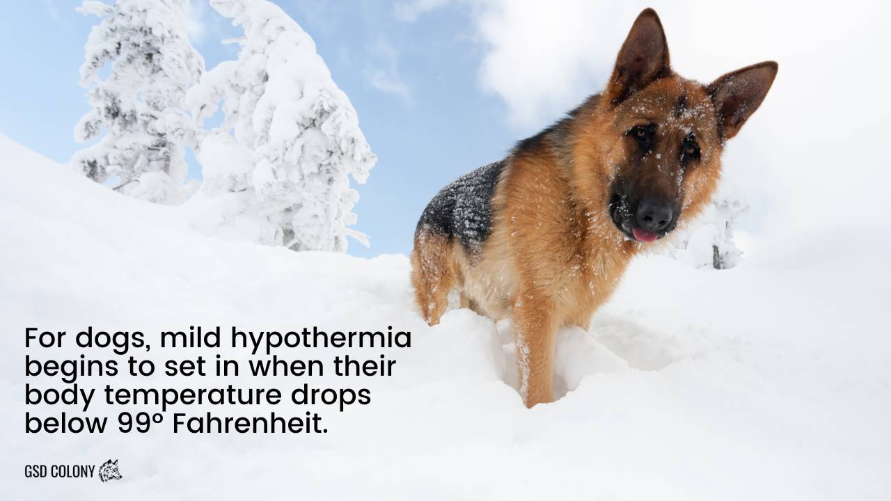 How Cold Can German Shepherds Handle