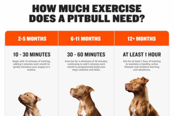 How Much Exercise Does A Pitbull Need