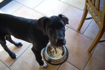 How Much Food Does A Great Dane Eat