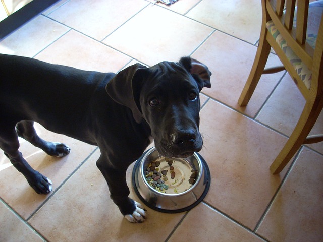 How Much Food Does A Great Dane Eat