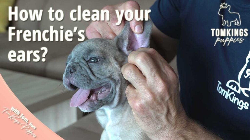 How To Clean French Bulldog Ears