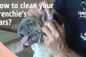 How To Clean French Bulldog Ears