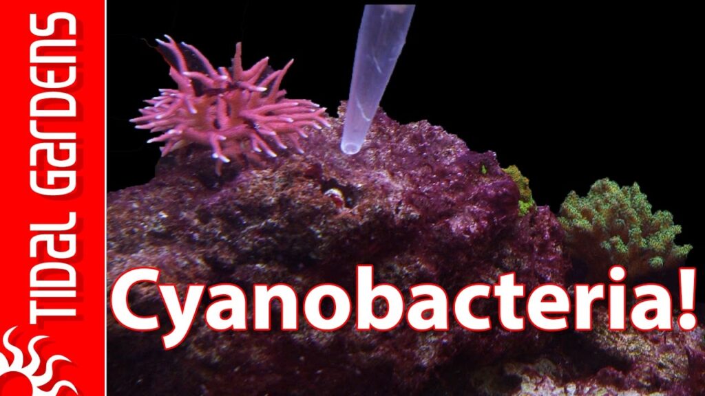 How To Get Rid Of Red Algae In Saltwater Tank