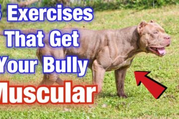 How To Make My Pitbull Muscular