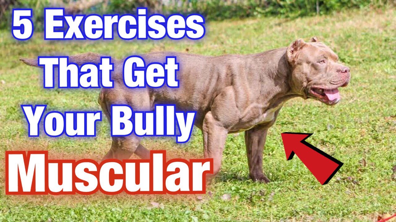 How To Make My Pitbull Muscular