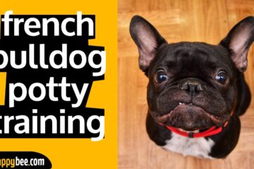 How To Potty Train A French Bulldog