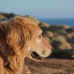 Signs Of Joint Pain In Dogs Types Causes And Treatment