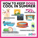 Tips For Keeping Your Dog Cool This Summer