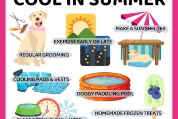 Tips For Keeping Your Dog Cool This Summer