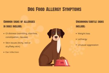 What Are Some Common Food Allergies In Dogs