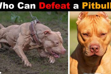 What Dog Can Beat A Pitbull