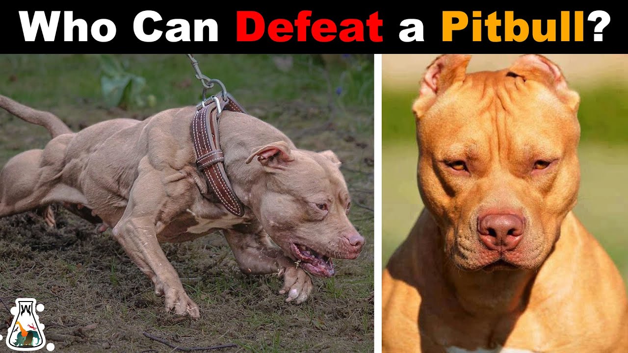 What Dog Can Beat A Pitbull