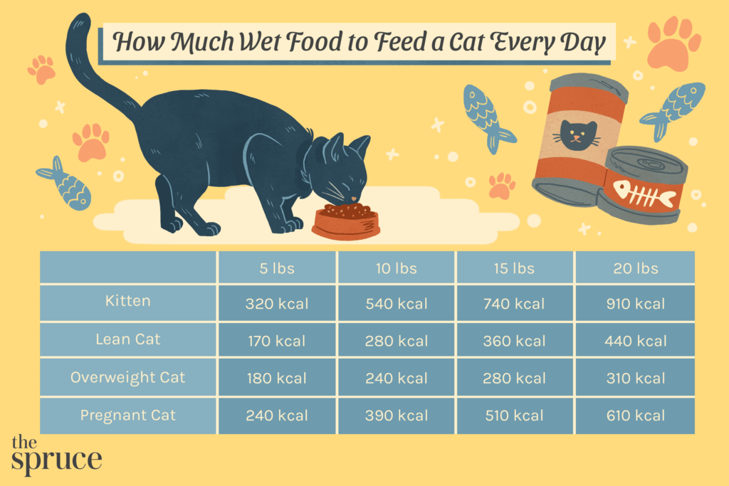 When is the Best Time to Give Cat Wet Food