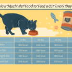 When is the Best Time to Give Cat Wet Food