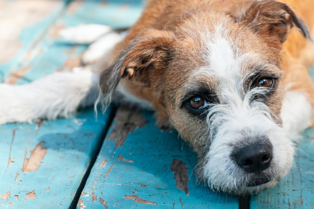When To Euthanize A Dog With Cancer