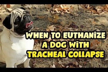 When To Euthanize A Dog With Tracheal Collapse