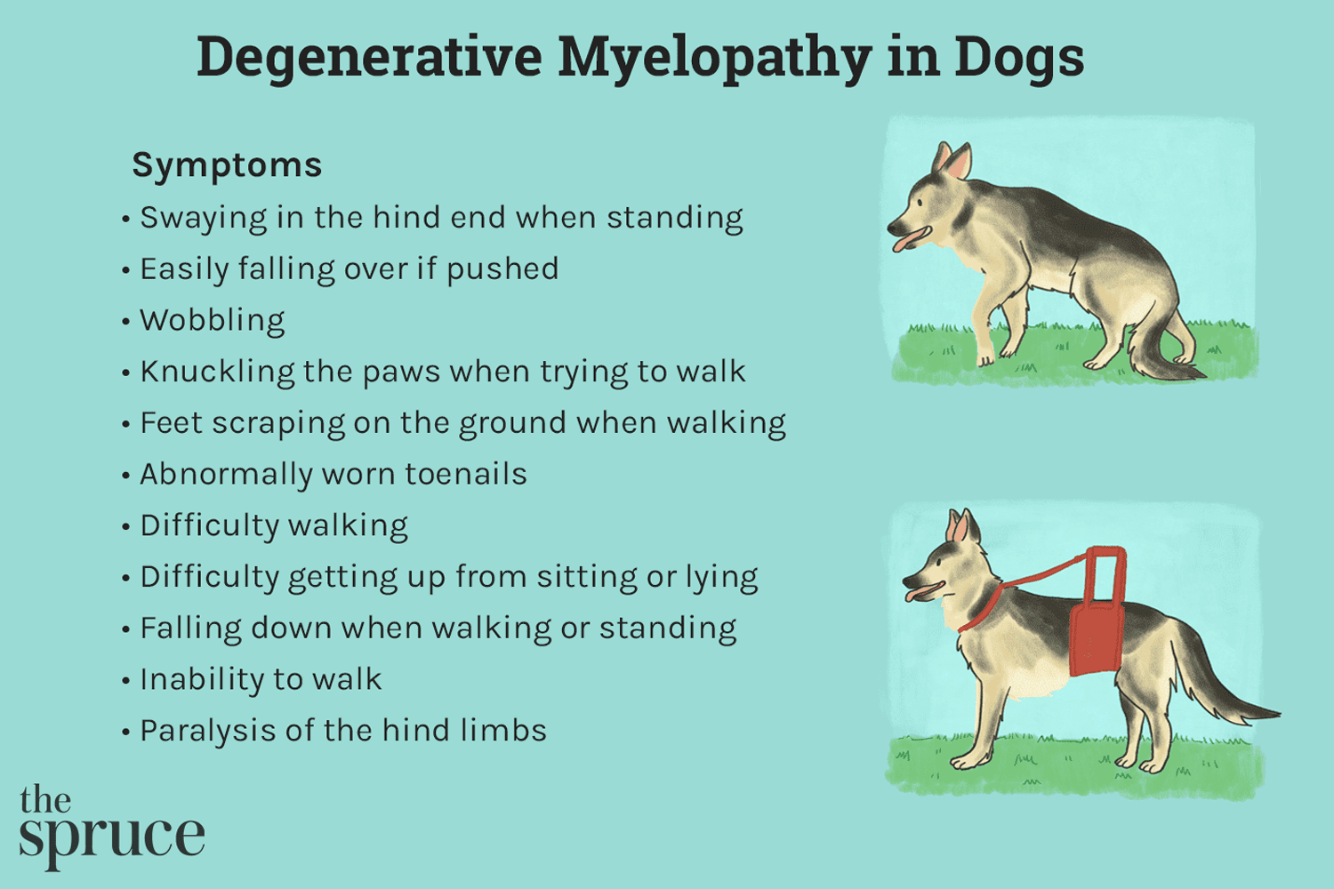 When To Put Down A Dog With Degenerative Myelopathy