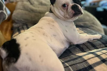 Why Do Frenchies Fart So Much